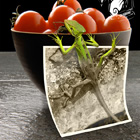 Photomontage, Photoshop